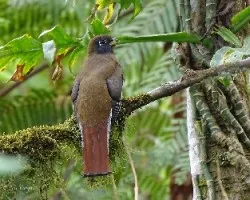 Trogon aurantiiventris
