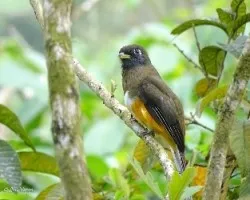 Trogon aurantiiventris