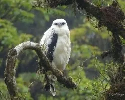 Pseudastur albicollis