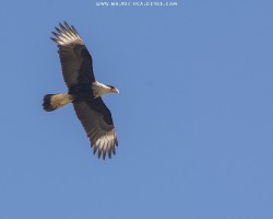 Caracara cheriway