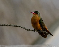 Amazilia rutila