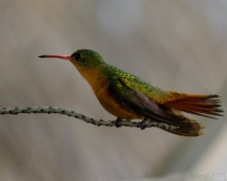 Amazilia rutila
