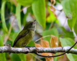 Corapipo altera