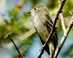 Empidonax minimus