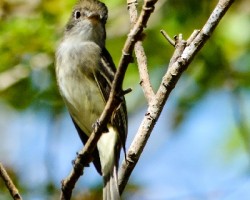 Empidonax minimus