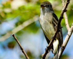 Empidonax minimus