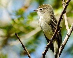 Empidonax minimus