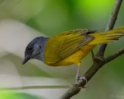 Eucometis penicillata