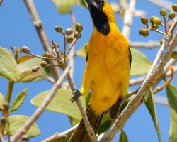 Icterus auratus
