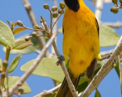 Icterus auratus