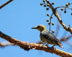 Melanerpes hoffmannii