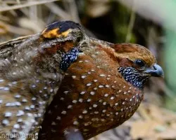 Odontophorus guttatus