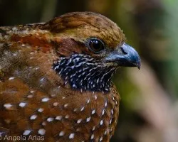 Odontophorus guttatus