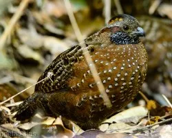 Odontophorus guttatus