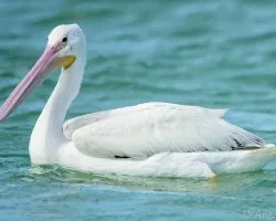 Pelecanus erythrorhynchos