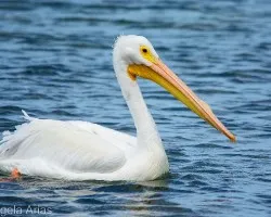 Pelecanus erythrorhynchos
