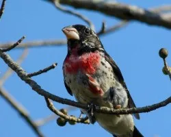 Pheucticus ludovicianus