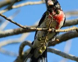 Pheucticus ludovicianus