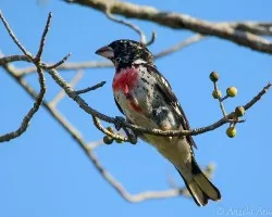 Pheucticus ludovicianus