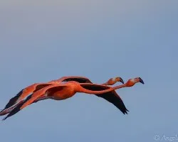 Phoenicopterus ruber