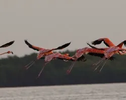Phoenicopterus ruber