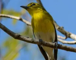 Vireo flavifrons