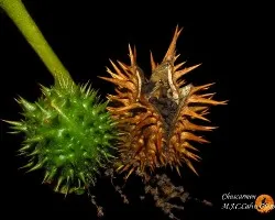 El estramonio (datura stramonium)