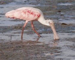 Platalea ajaja