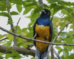 Trogon caligatus