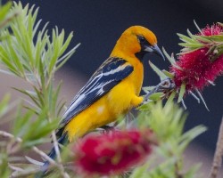 Icterus pustulatus