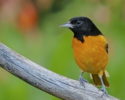 Icterus galbula