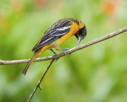 Icterus galbula