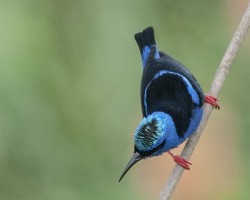 Cyanerpes cyaneus