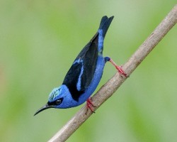 Cyanerpes cyaneus
