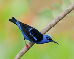 Cyanerpes cyaneus