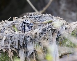 Eurypyga helias