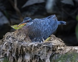 Eurypyga helias