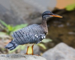 Eurypyga helias