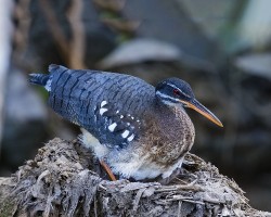 Eurypyga helias
