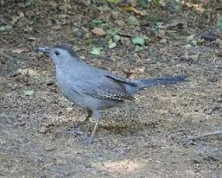 Dumetella carolinensis