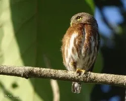 Glaucidium griseiceps