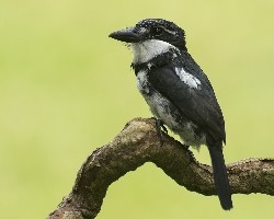 Notharchus tectus