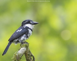 Notharchus tectus