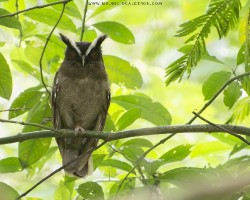 Lophostrix cristata