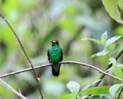 Eupherusa eximia