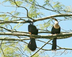 Anhinga anhinga