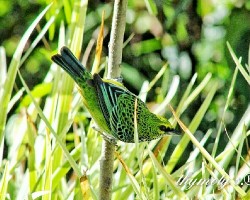 Tangara guttata