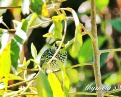 Tangara guttata