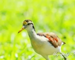 Jacana spinosa