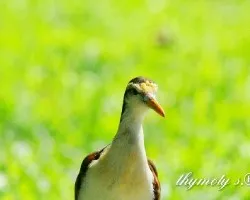 Jacana spinosa